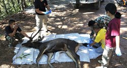 FOTO U želucu mrtvog jelena u Tajlandu bilo 7 kg smeća: plastika, donje rublje